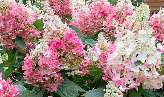 Гортензия метельчатая Конфетти